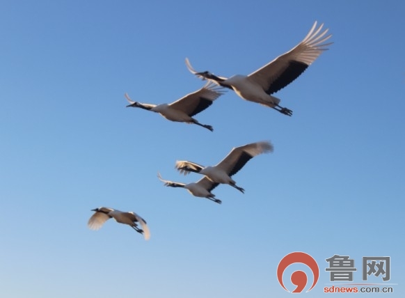 鿴һҳ