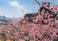 taoyuanshijie3.jpg