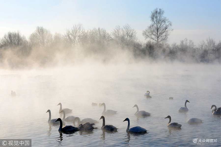ʱ201811922գ˹̩߽챣ˮɾ죨whooper swanȻȺϷ