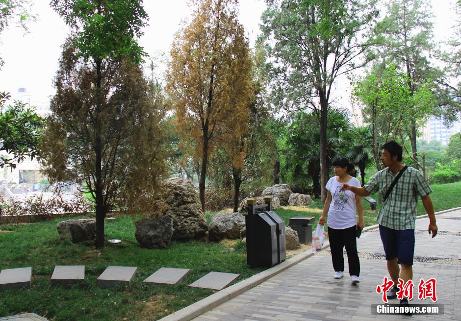 ���ܹ�����Աÿ����ذ���ľ�Ͳ��ཽˮ��������ֲ�����������������ڸɺ����أ����в���ֲ�����ֿ������󡣳����ɺ������������Ǻӹ�԰������ľ�ɿݡ����Ʒ��㡡��